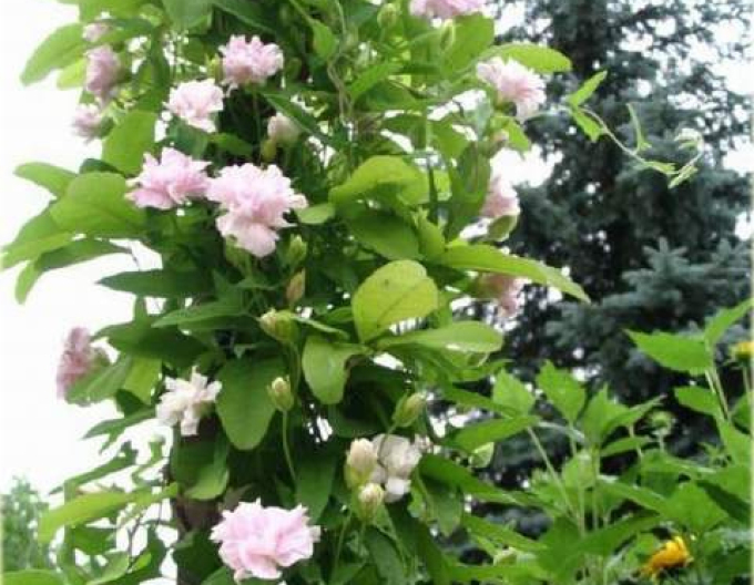 Opletník brečtanolistý ’Multiplex’