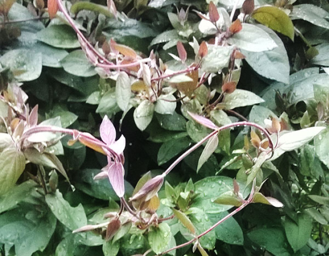 Zemolez japonský "Purpurea"