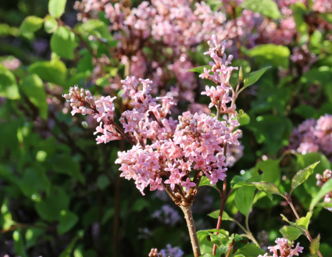 Orgován meyerov ’Flowerfesta’ Pink