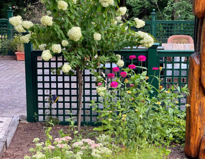 Hortenzia metlinatá ´Fraise Melba´ na kmienku