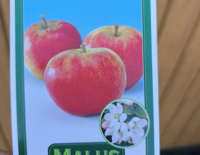 Jabloň tvarovaná ´Elstar´ - Špalliera