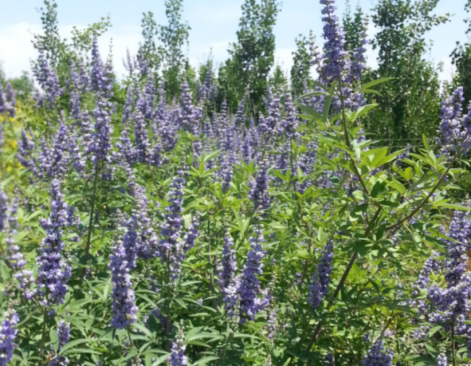 Vitex ’Magical Summertime Blues’