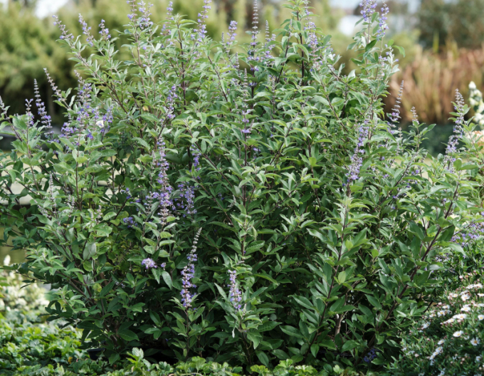 Vitex ’Magical Summertime Blues’