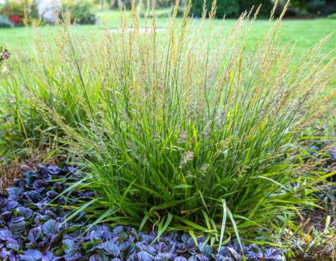 Smlz ostrokvetý ´Cheju Do´