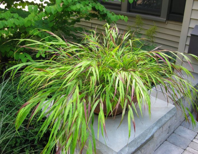 Rákosovka japonská ´Beni Kaze´