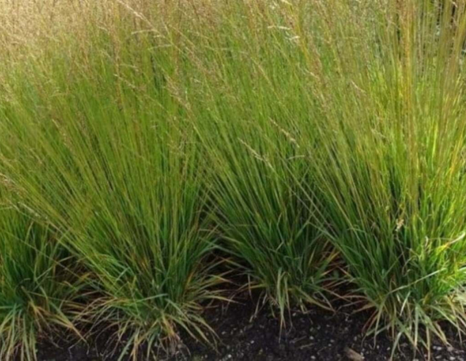 Bezkolenec ´Moorflamme´