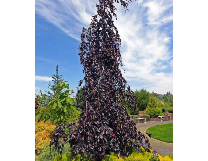 Buk lesný ´Purpurea Pendula´