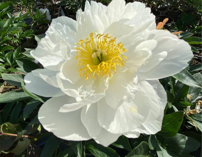 Pivonka čínska ´Miss America´