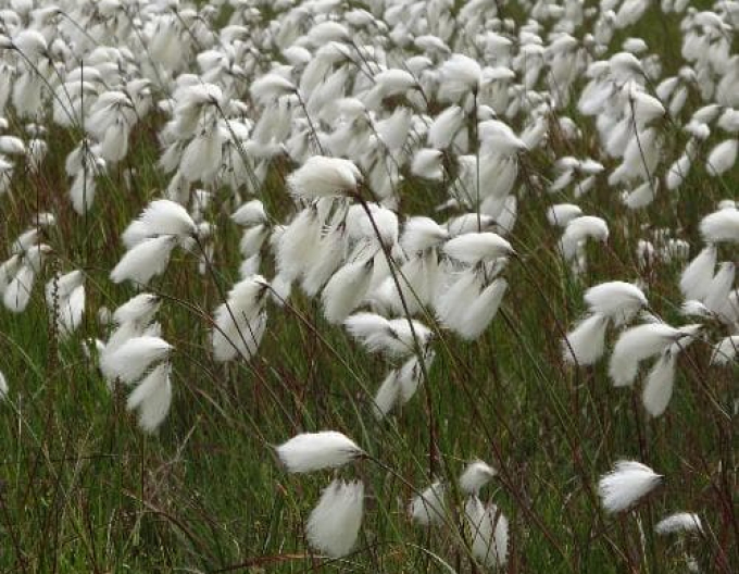 Páperník úzkolistý