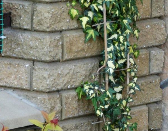 Brečtan popínavý ´Goldheart´