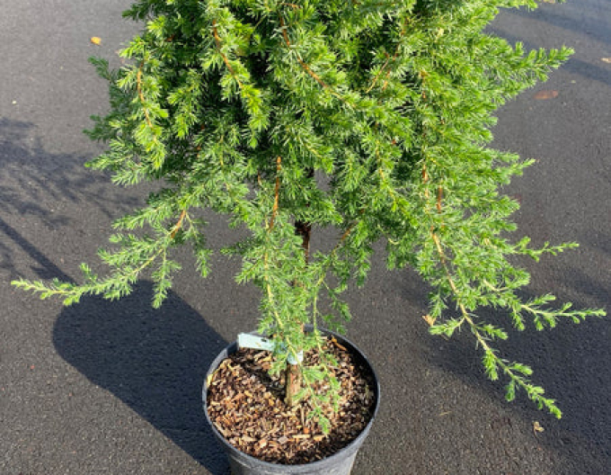 Borievka pobrežná ´Blue Pacific´ na kmienku