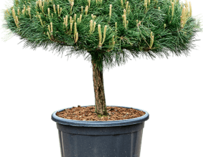 Borovica čierna ’ Brepo´ na kmienku 20cm