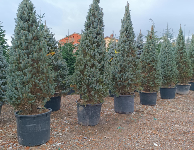 Smrek pichľavý ´Kosteriana Fastigiata Glauca´