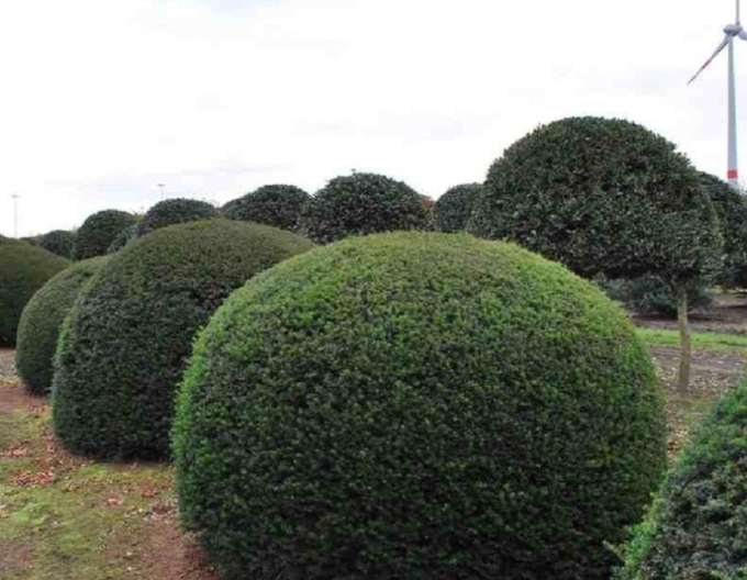 Tis obyčajný Ball - v tvare gule