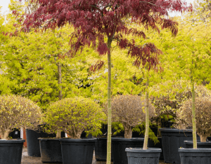 Javor dlaňovitolistý ´Garnet´ na kmienku 100cm