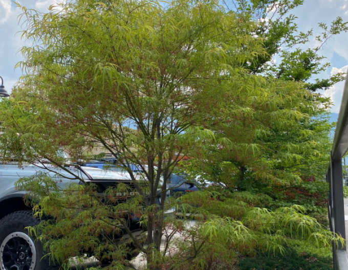 Javor dlaňovitolistý ´Kotono Itu´