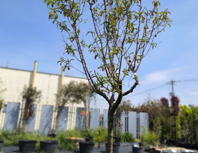 Nektarinka "Big Top" skorá