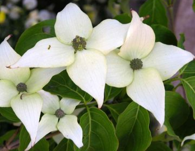 Drieň kousa ´Schmetterling´