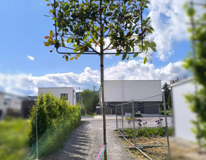 Červienka ´Red Robin´ stena 100x120cm na kmienku