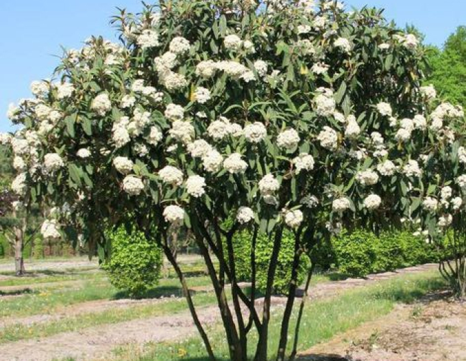 Kalina vrásčitolistá  5L