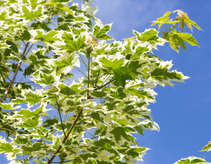 Javor mliečny ´Drummondii´