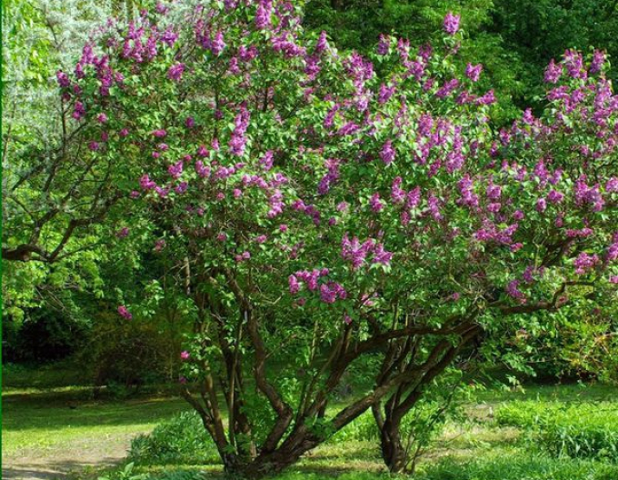 Orgován obyčajný (Syringa vulgaris)