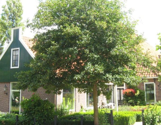 Lipa malolistá ´Green Globe´