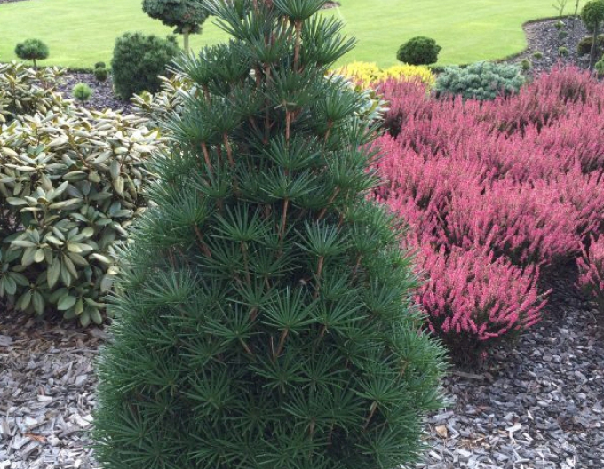 Dáždnikovec praslenovitý 80/100cm