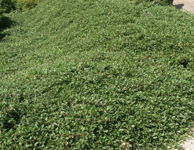 Skalník damerov ’Major’