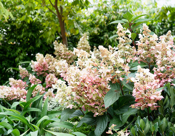 Hortenzia metlinatá ´Candlelight´