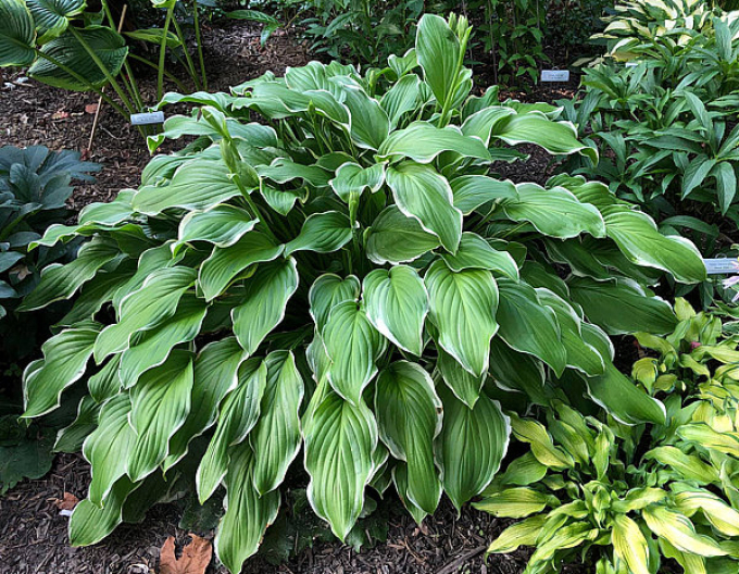 Hosta  ´Sugar and Cream´