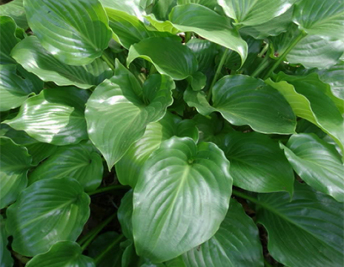Hosta  ´Invincible´