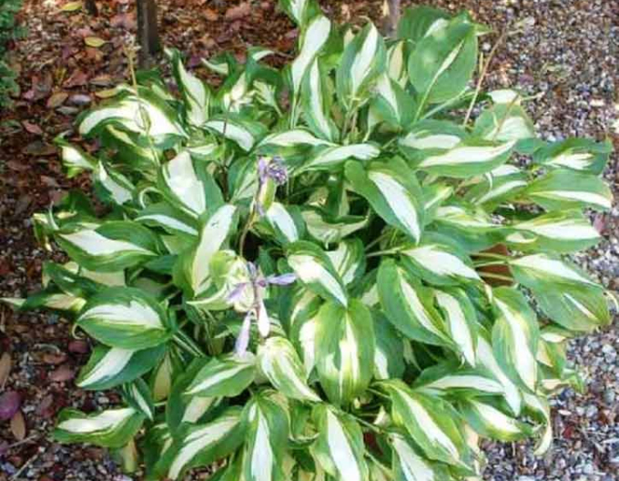 Hosta  ’Univittata’