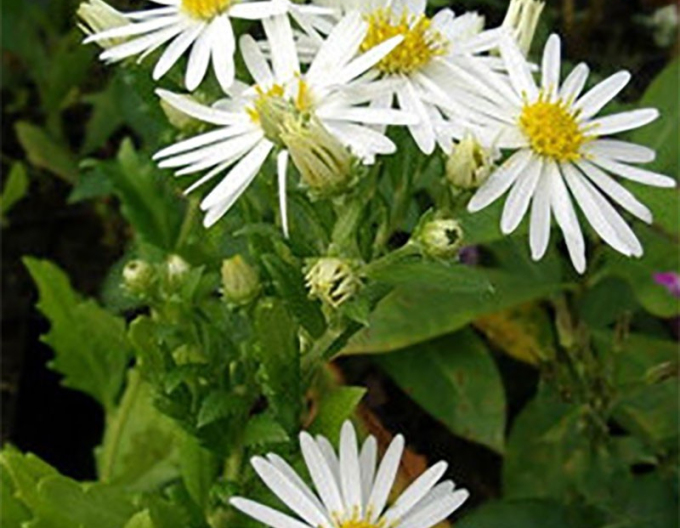 Astra ’Ashvi’ 1l