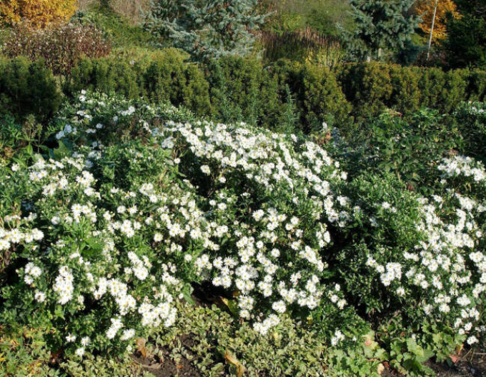 Astra ’Ashvi’ 1l