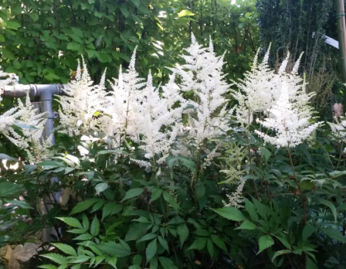 Astilba ’Brautschleier’
