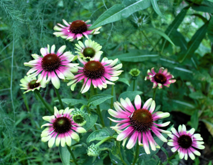 Echinacea ´Green Twister´