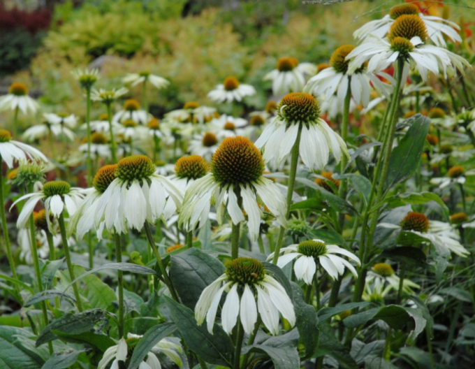 Echinacea ´Alba´