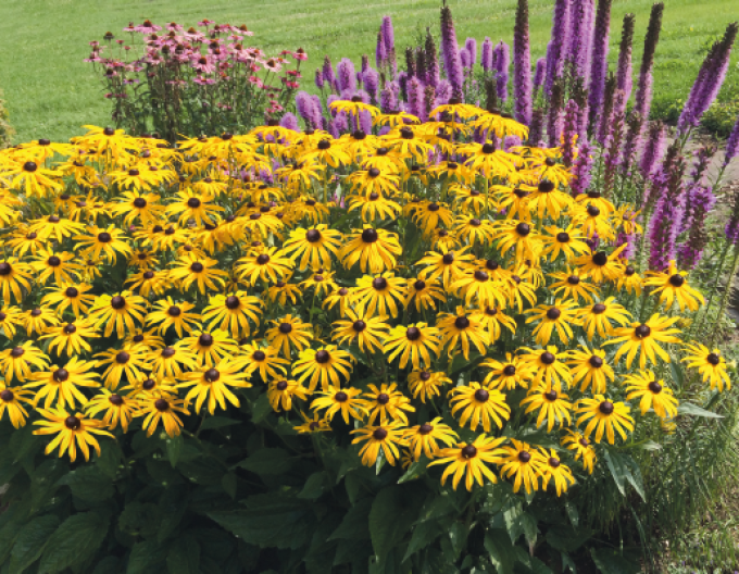 Rudbekia ´Goldsturm´ 1l