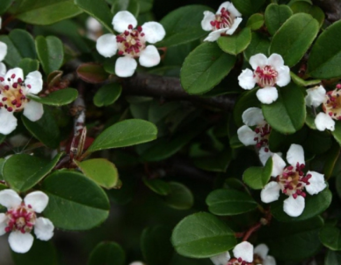 Skalník ’Eichholz’ 2l