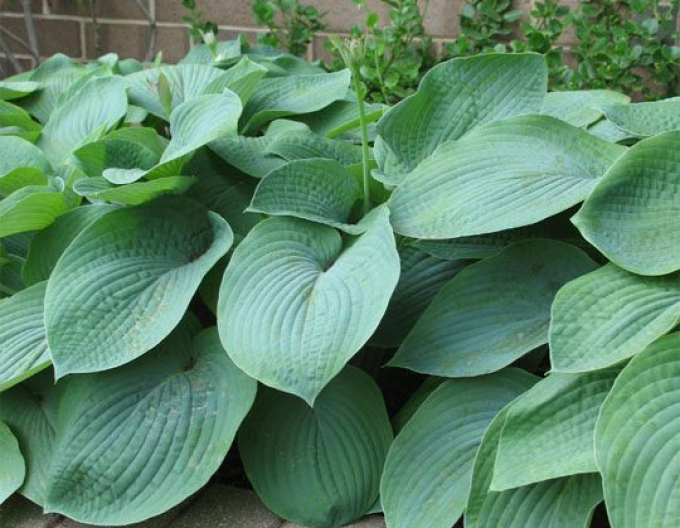 Hosta ´Elegans´