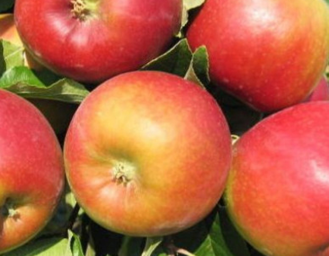 Jabloň ´Mio´ letná, podpn. M9, kont. 5l