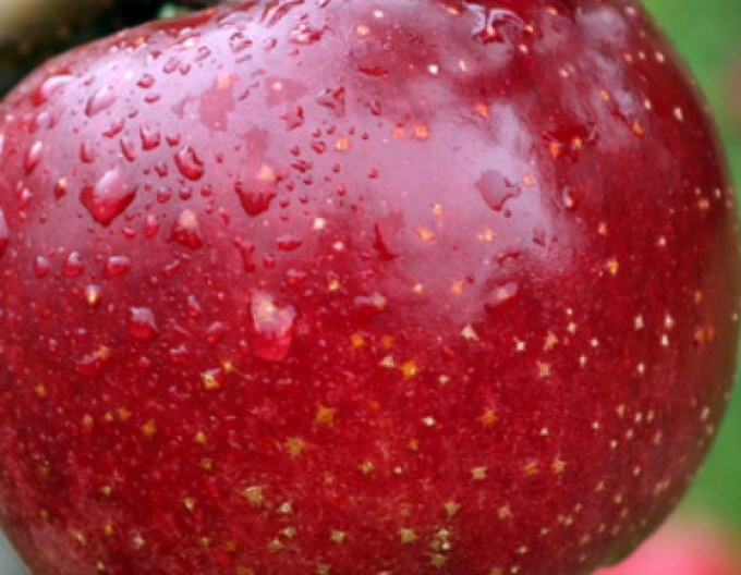 Jabloň ´James Grieve Red´, podp. M26, kont. 5l