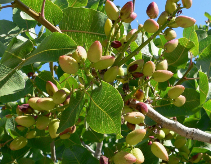 Pistácia pravá ´Peters´ samec