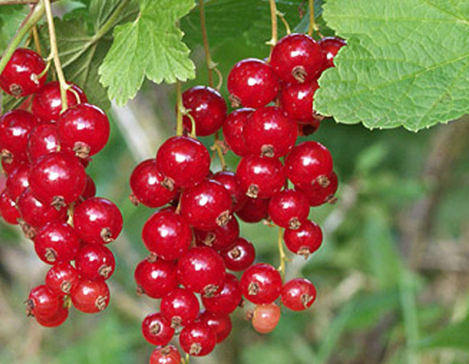 Ríbezľa červená ´Rolan´