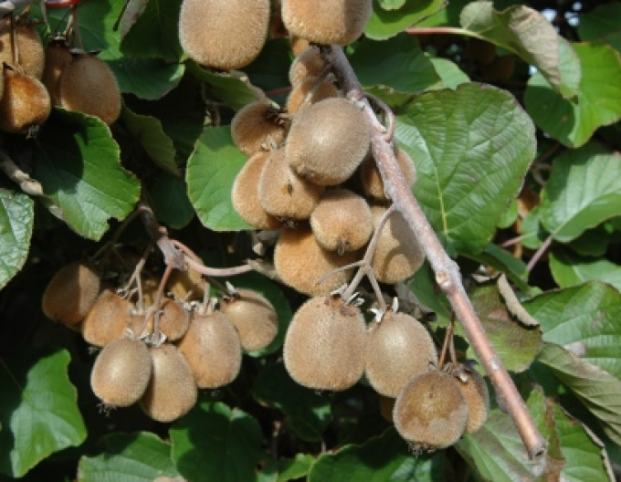 Kiwi samoopelivé ´Solissimo´