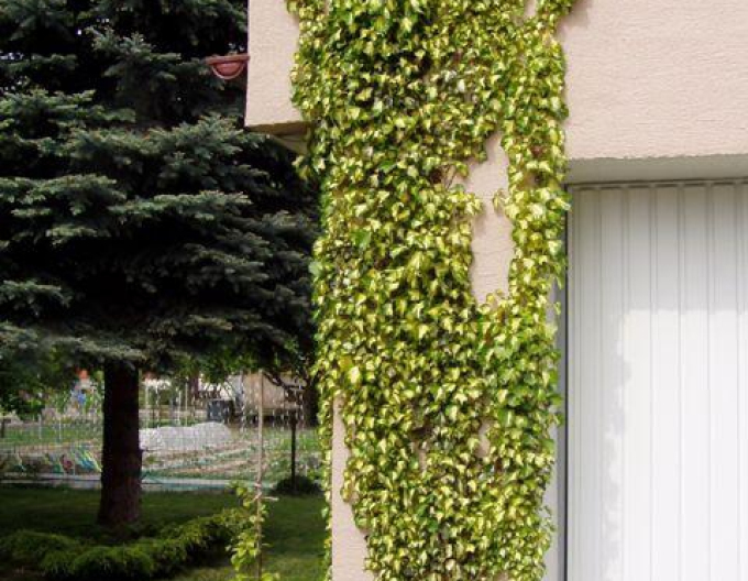 Brečtan popínavý ´Goldheart´