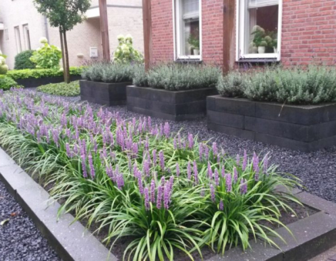 Liriopa modrincová ´Moneymaker´