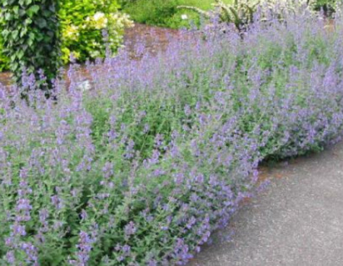 Kocúrnik ´Six Hills Giant´