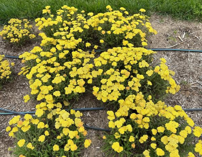 Rebríček  ´Skysail Yellow´